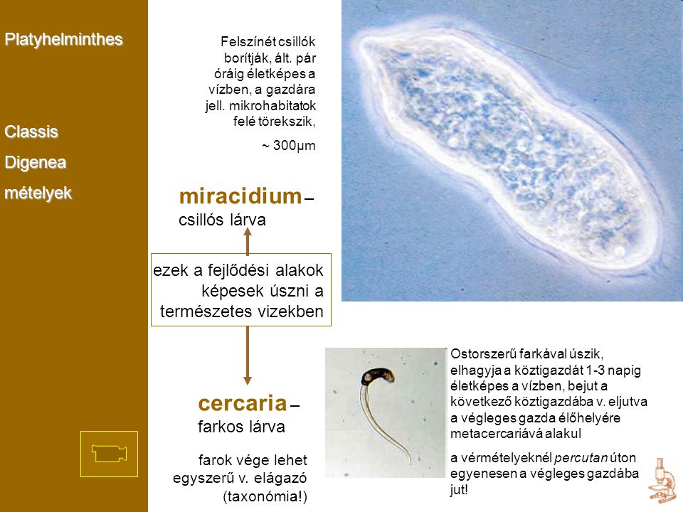 miracidium – csillós lárva