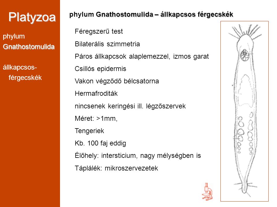 Platyzoa phylum Gnathostomulida – állkapcsos férgecskék