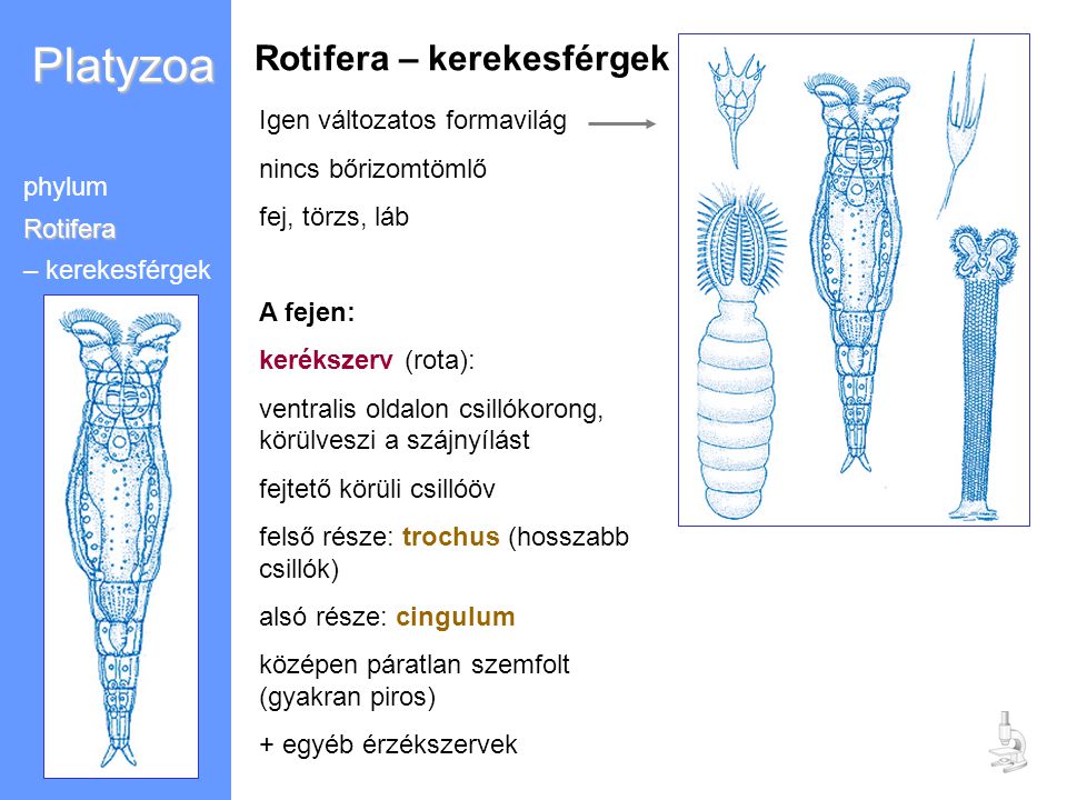Platyzoa Rotifera – kerekesférgek Igen változatos formavilág