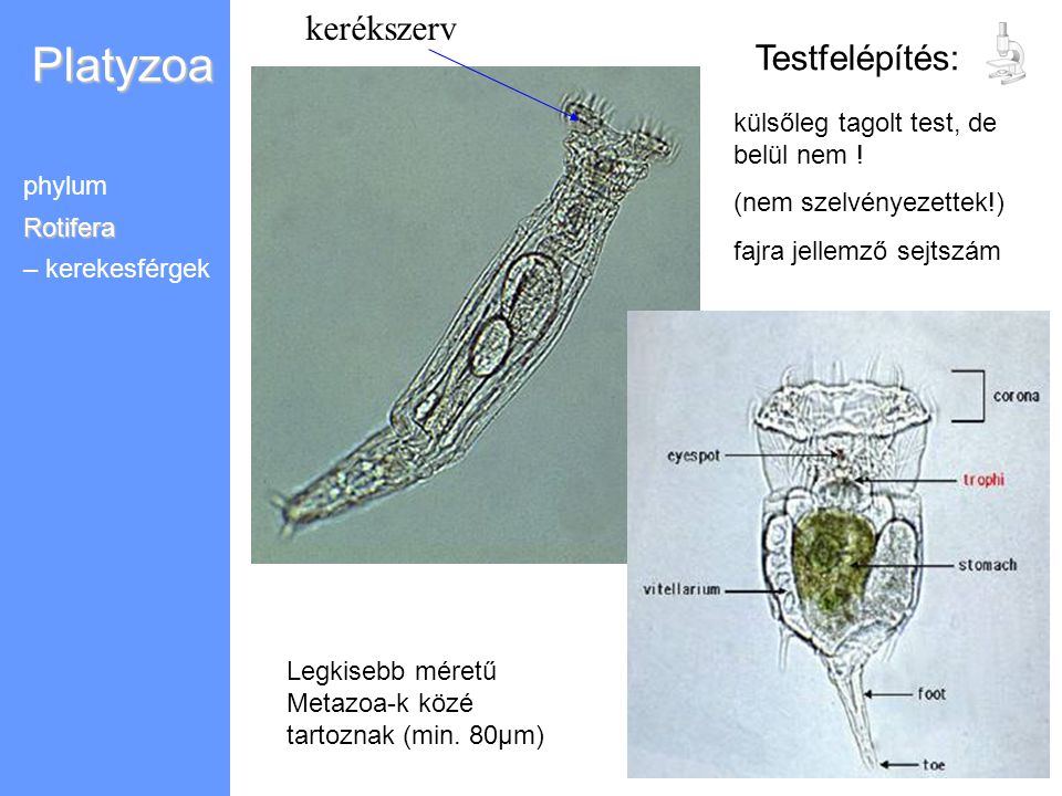 Platyzoa kerékszerv Testfelépítés: