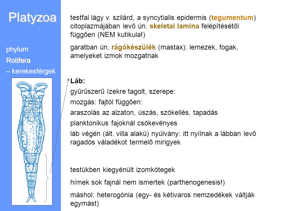 Platyzoa testfal lágy v. szilárd, a syncytialis epidermis (tegumentum) citoplazmájában levő ún. skeletal lamina felépítésétől függően (NEM kutikula!)