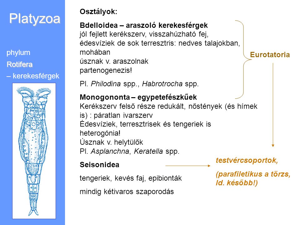 Platyzoa Osztályok: Bdelloidea – araszoló kerekesférgek
