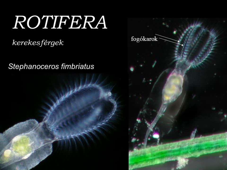 ROTIFERA kerekesférgek fogókarok Stephanoceros fimbriatus