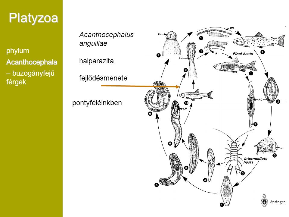 Platyzoa Acanthocephalus anguillae halparazita phylum Acanthocephala