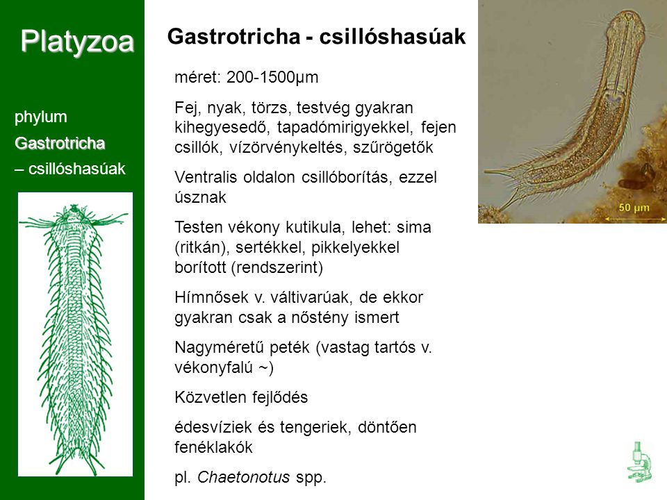 Platyzoa Gastrotricha - csillóshasúak méret: µm