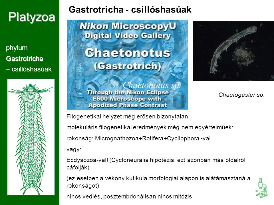 Platyzoa Gastrotricha - csillóshasúak Chaetonotus sp. phylum