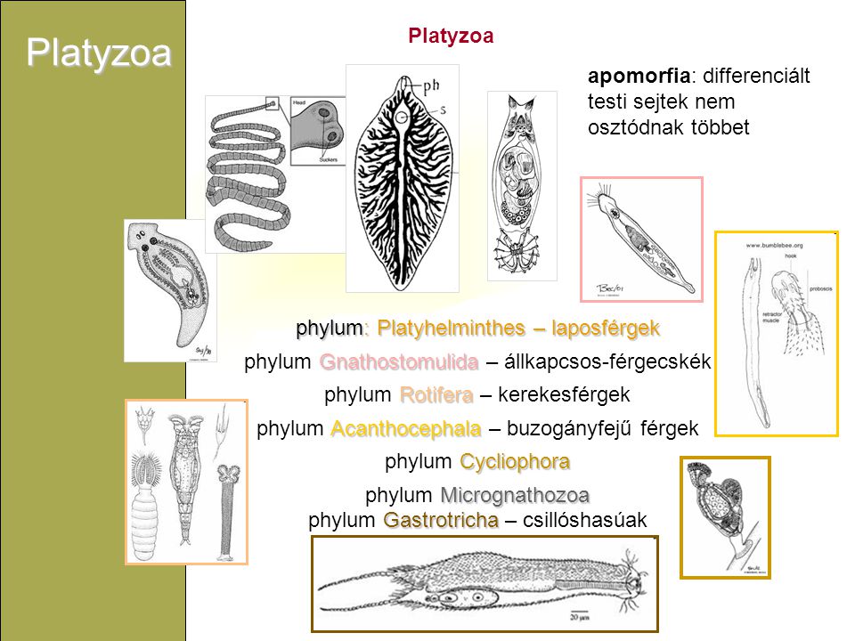 Platyzoa Platyzoa. apomorfia: differenciált testi sejtek nem osztódnak többet. phylum: Platyhelminthes – laposférgek.