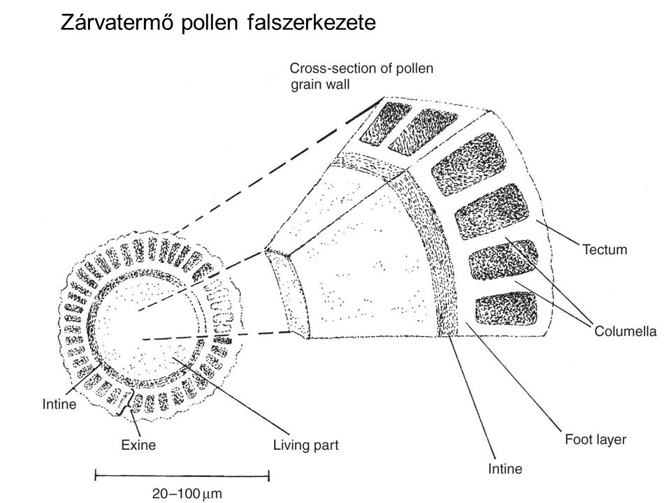Zárvatermő pollen falszerkezete