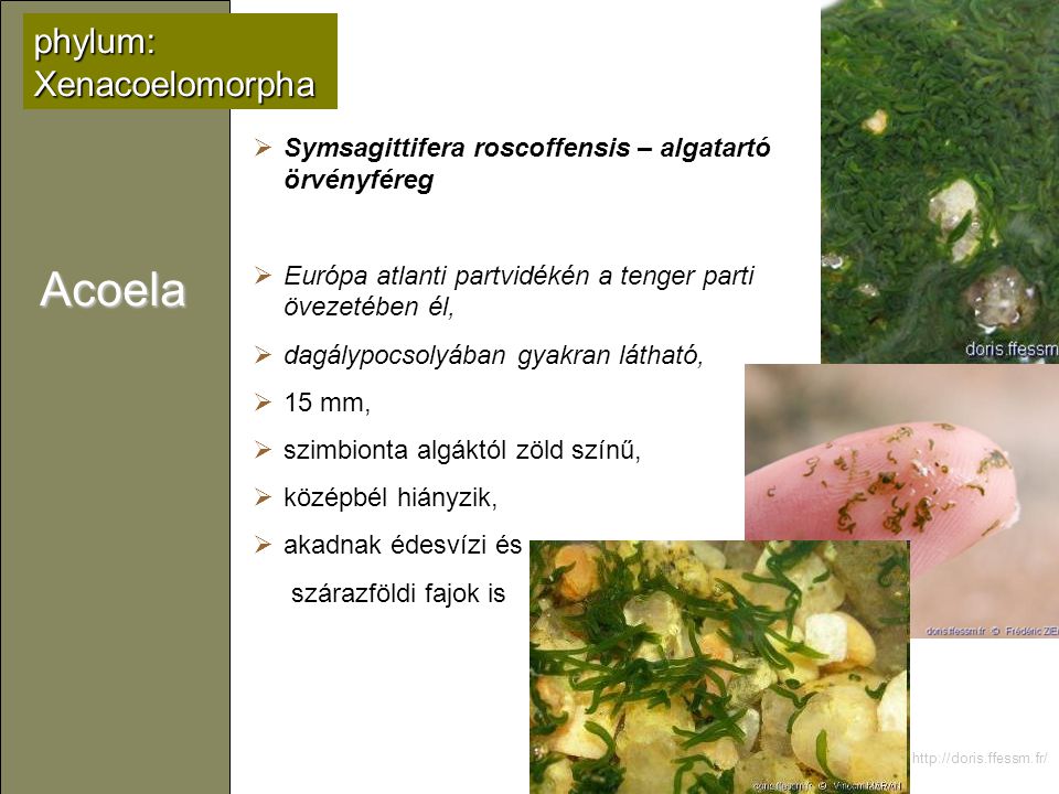 Acoela phylum: Xenacoelomorpha
