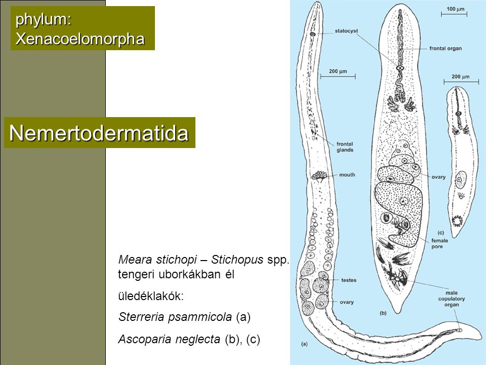 Nemertodermatida phylum: Xenacoelomorpha