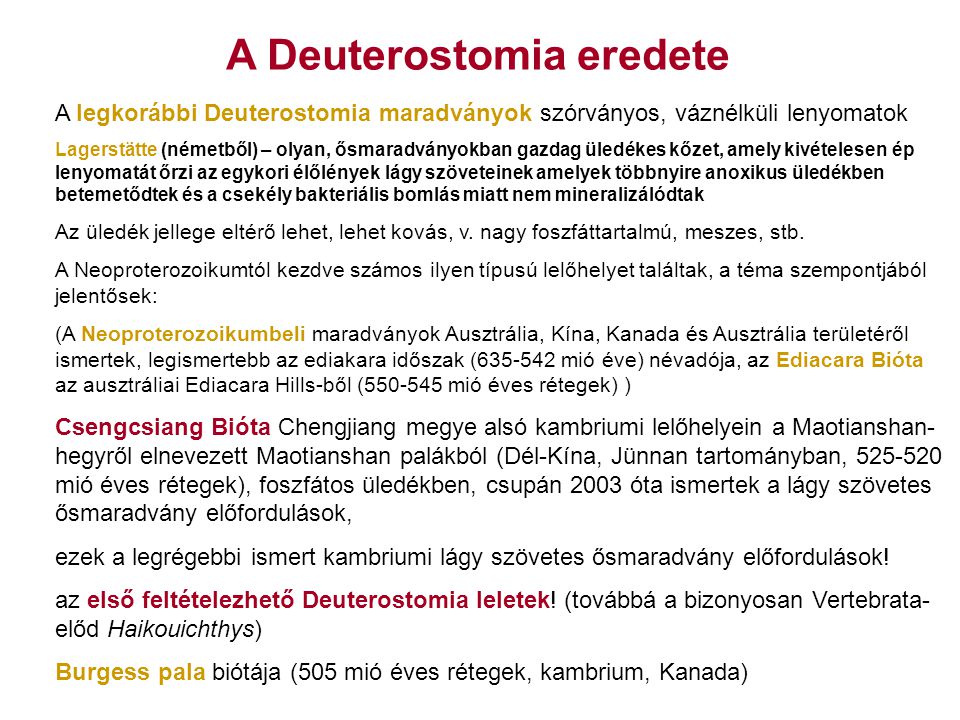 A Deuterostomia eredete