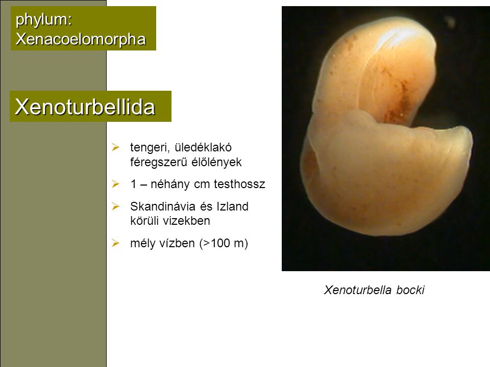 Xenoturbellida phylum: Xenacoelomorpha