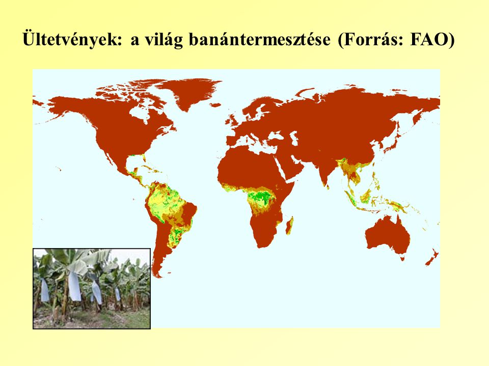 Ültetvények: a világ banántermesztése (Forrás: FAO)
