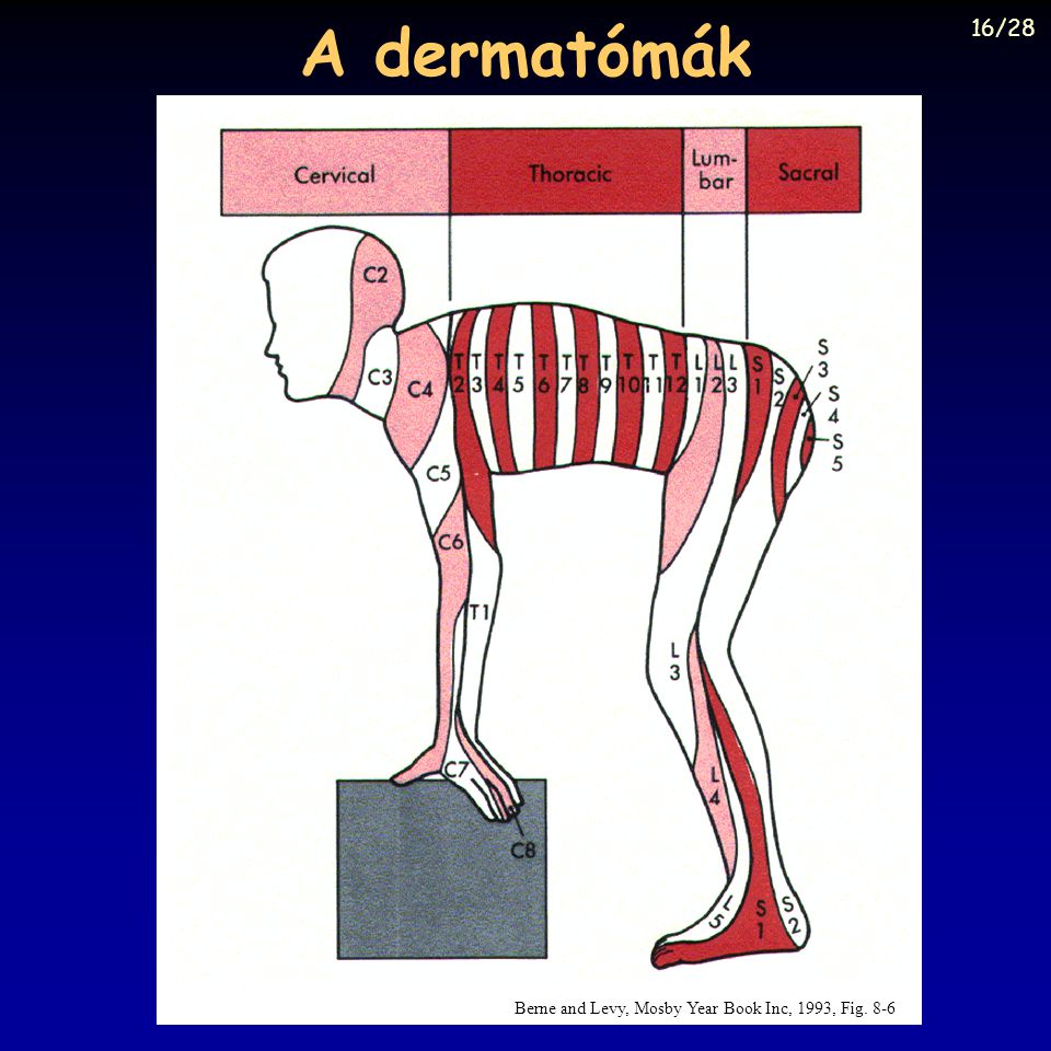 A dermatómák 16/28 Berne and Levy, Mosby Year Book Inc, 1993, Fig. 8-6