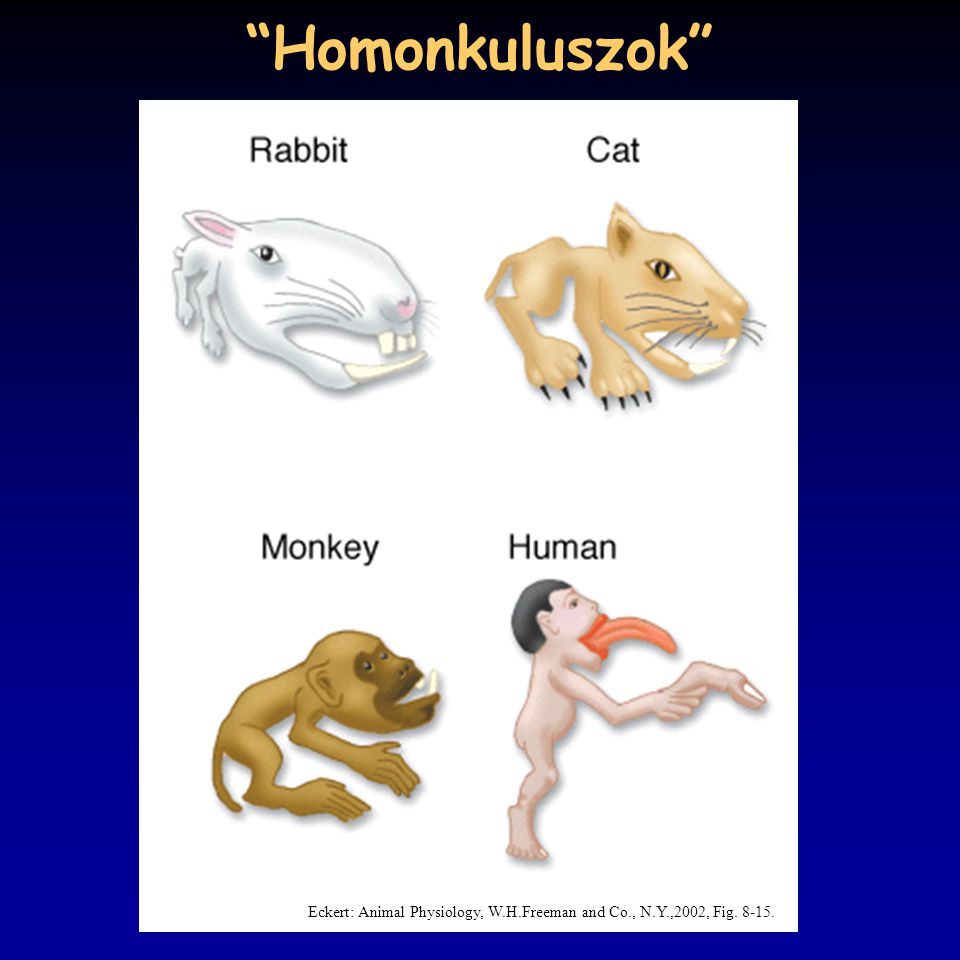 Homonkuluszok Eckert: Animal Physiology, W.H.Freeman and Co., N.Y.,2002, Fig