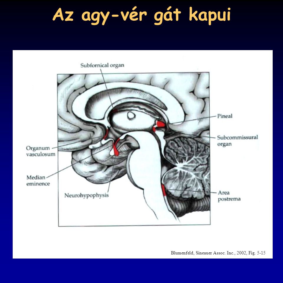 Az agy-vér gát kapui Blumenfeld, Sineauer Assoc. Inc., 2002, Fig. 5-15