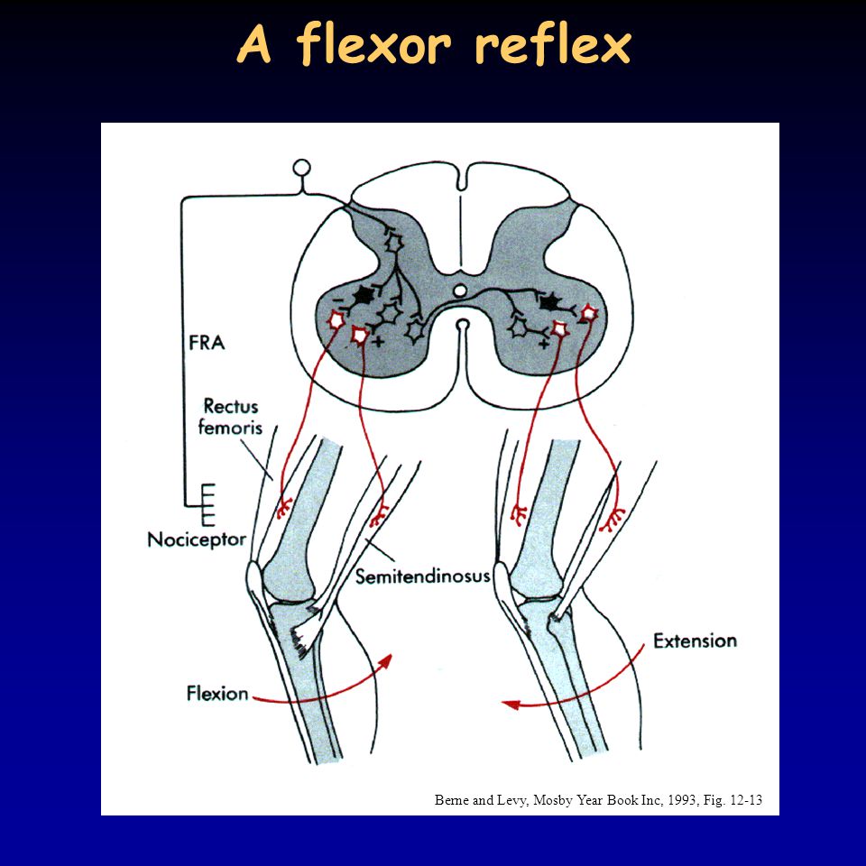 A flexor reflex Berne and Levy, Mosby Year Book Inc, 1993, Fig