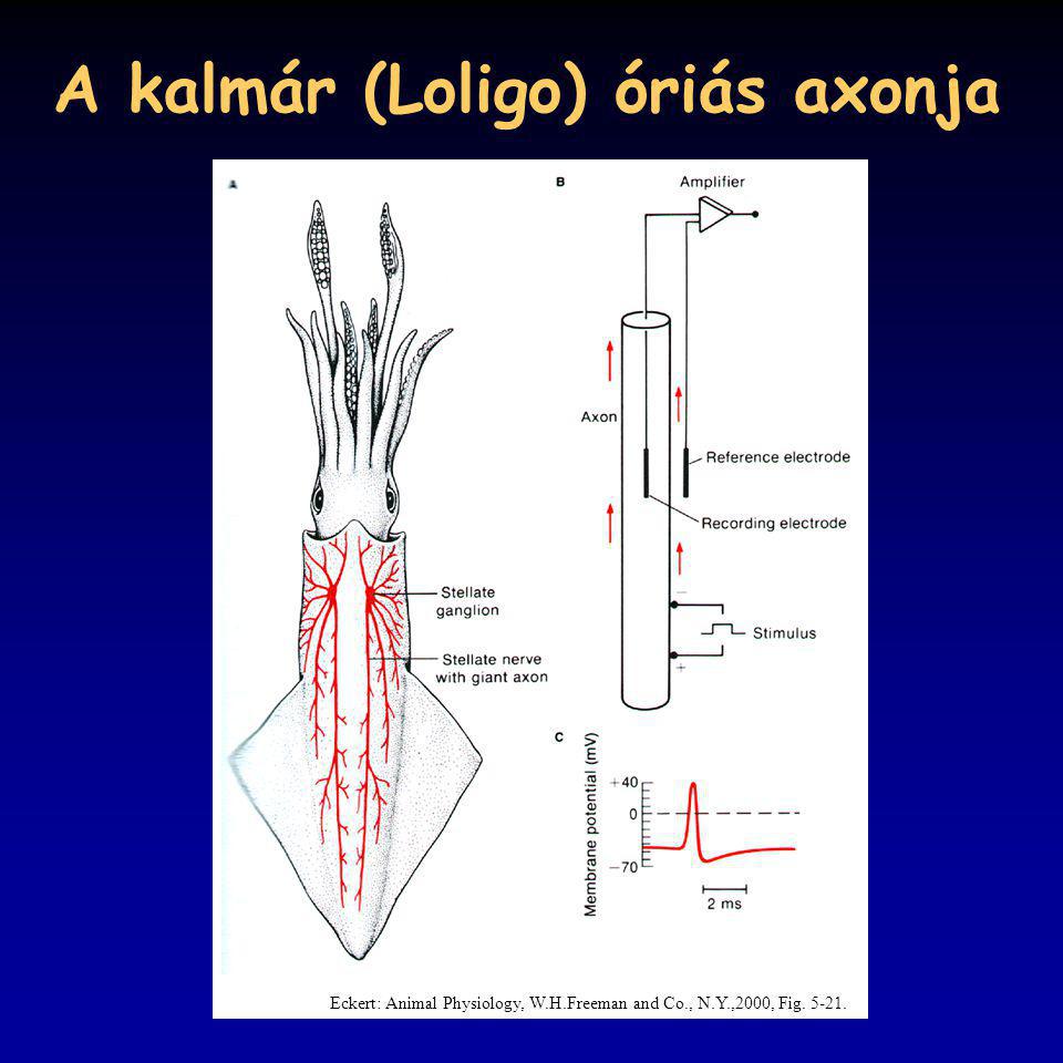 A kalmár (Loligo) óriás axonja