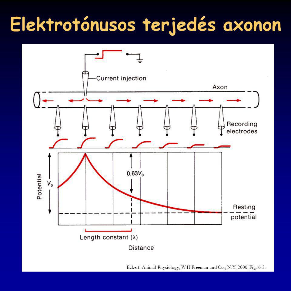 Elektrotónusos terjedés axonon