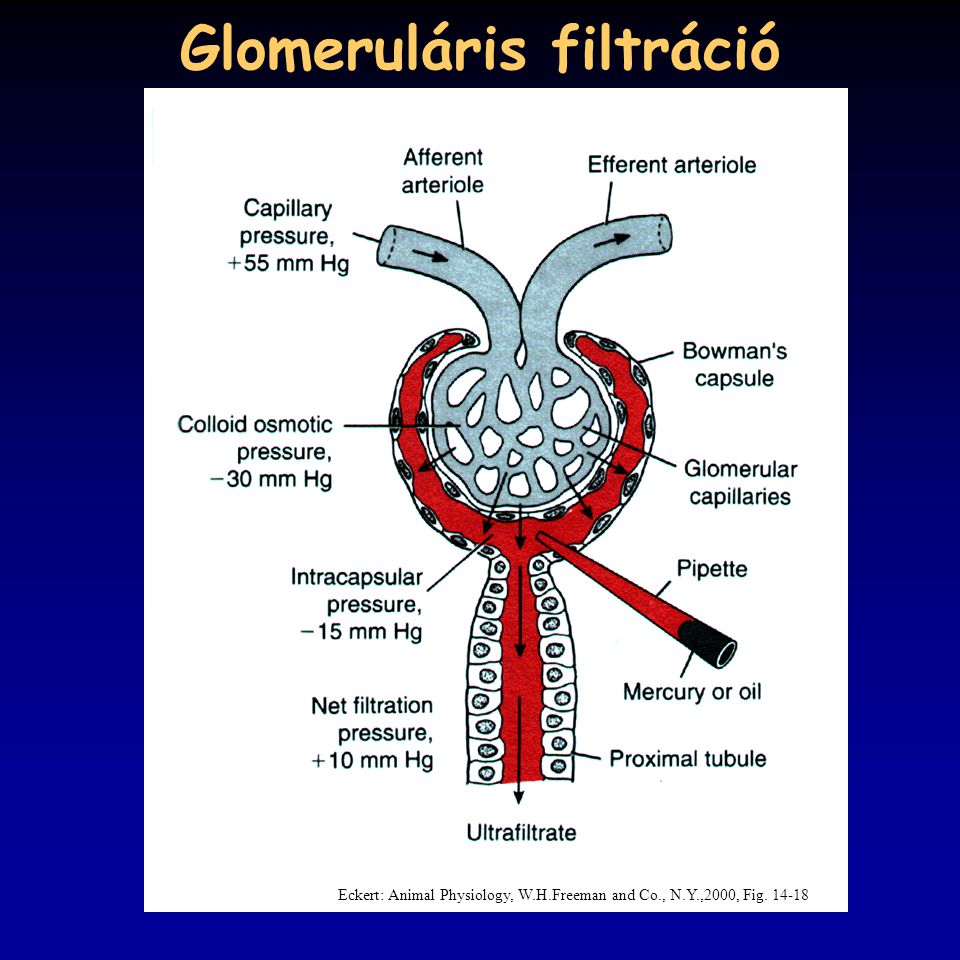 Glomeruláris filtráció