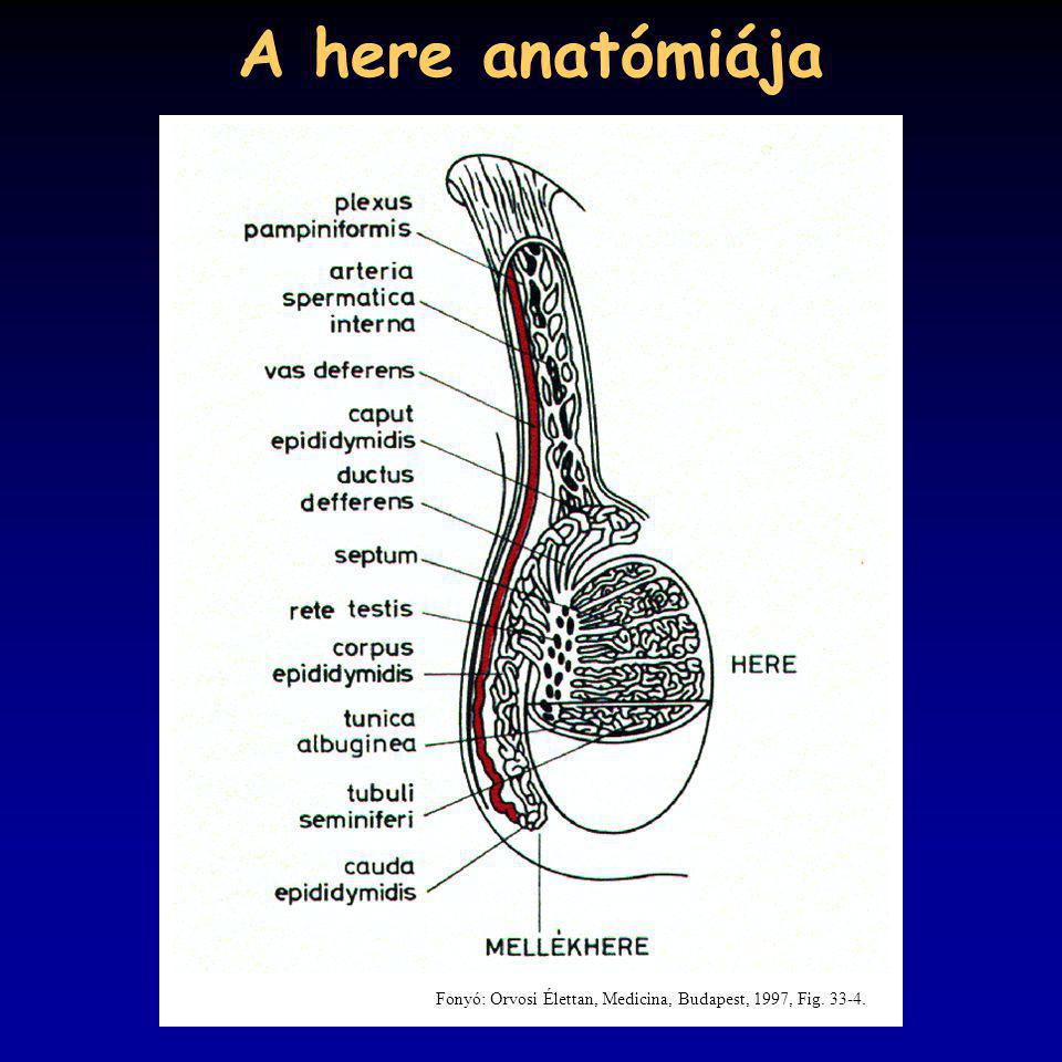A here anatómiája Fonyó: Orvosi Élettan, Medicina, Budapest, 1997, Fig
