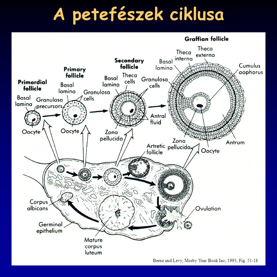 A petefészek ciklusa Berne and Levy, Mosby Year Book Inc, 1993, Fig