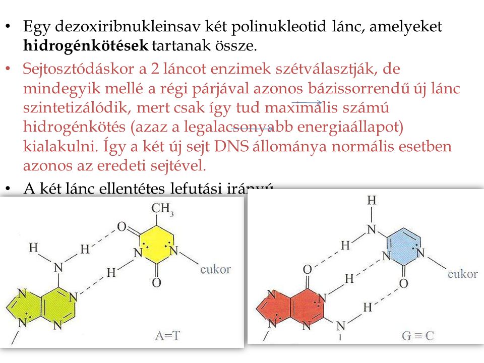 Egy dezoxiribnukleinsav két polinukleotid lánc, amelyeket hidrogénkötések tartanak össze.
