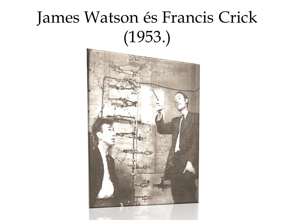 James Watson és Francis Crick (1953.)