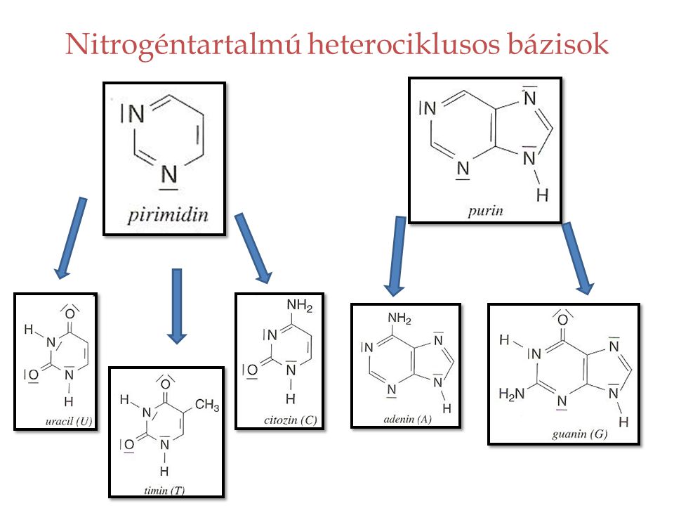 Nitrogéntartalmú heterociklusos bázisok