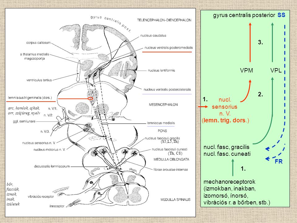 gyrus centralis posterior SS