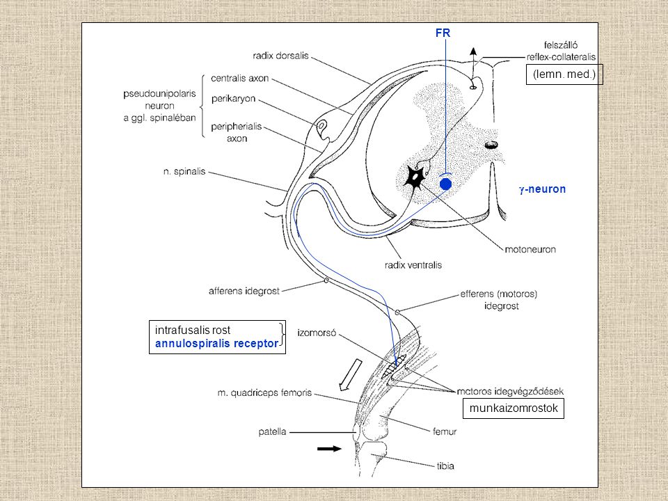 intrafusalis rost annulospiralis receptor munkaizomrostok (lemn. med.) FR g-neuron