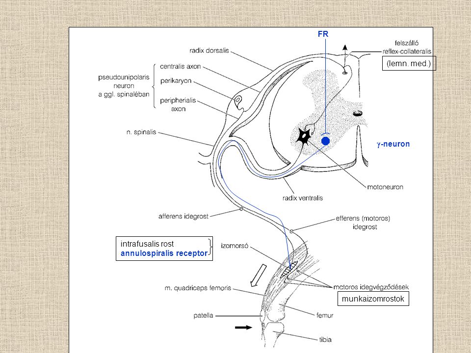 intrafusalis rost annulospiralis receptor munkaizomrostok (lemn. med.) FR g-neuron