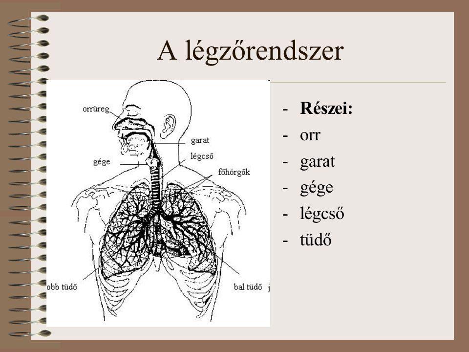 A légzőrendszer Részei: orr garat gége légcső tüdő
