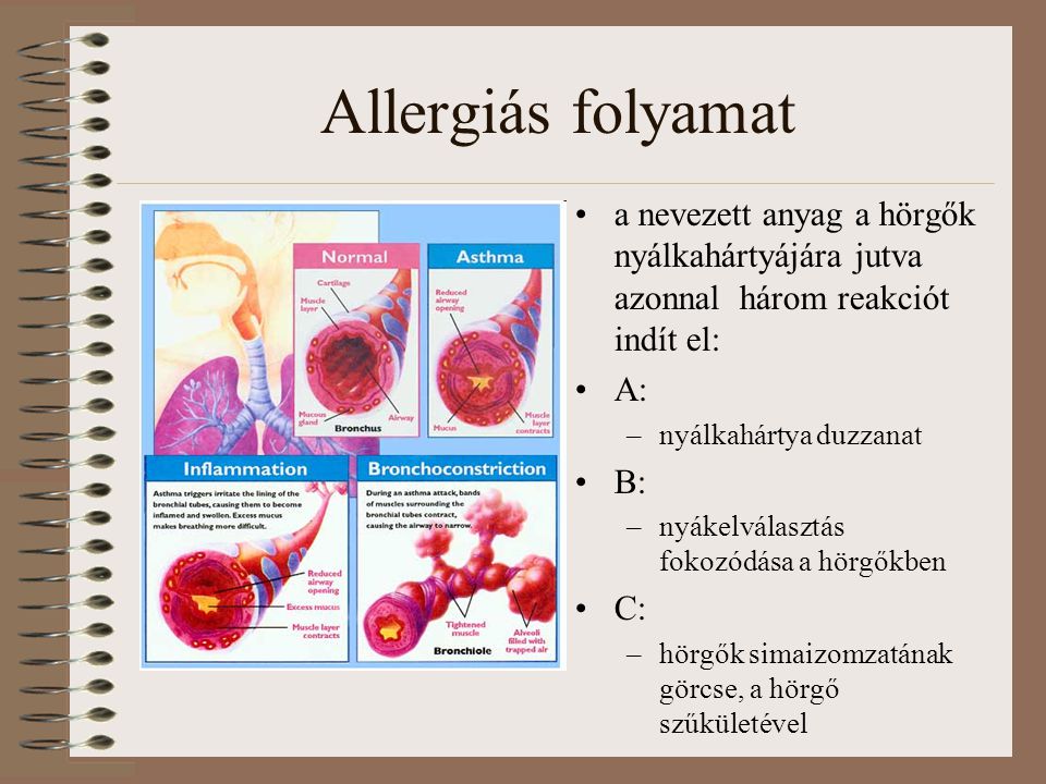 Allergiás folyamat a nevezett anyag a hörgők nyálkahártyájára jutva azonnal három reakciót indít el: