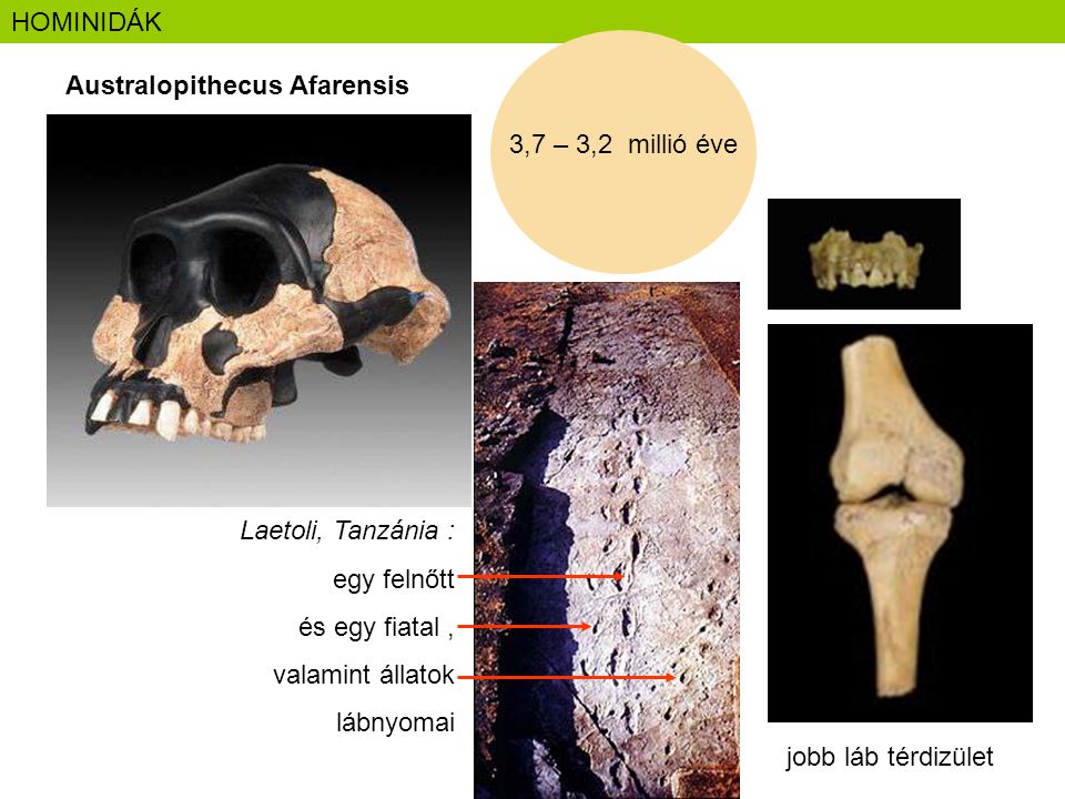 HOMINIDÁK Australopithecus Afarensis. 3,7 – 3,2 millió éve. Laetoli, Tanzánia : egy felnőtt. és egy fiatal ,