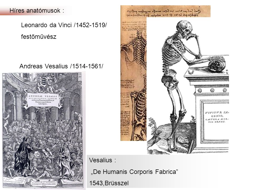Híres anatómusok : Leonardo da Vinci / / festőművész. Andreas Vesalius / / orvos.