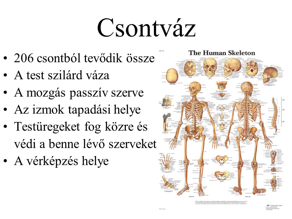 Csontváz 206 csontból tevődik össze A test szilárd váza