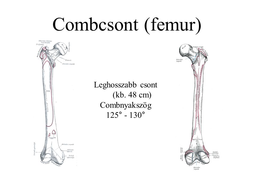 Combcsont (femur) Leghosszabb csont (kb. 48 cm) Combnyakszög