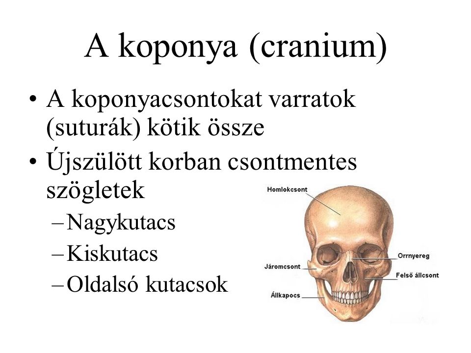 A koponya (cranium) A koponyacsontokat varratok (suturák) kötik össze