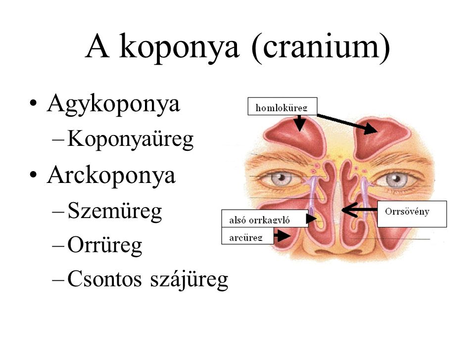 A koponya (cranium) Agykoponya Arckoponya Koponyaüreg Szemüreg Orrüreg