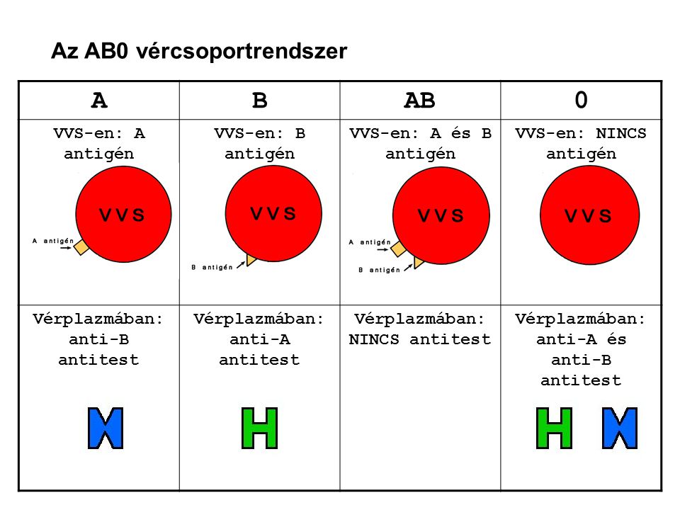 A B AB Az AB0 vércsoportrendszer VVS-en: A antigén VVS-en: B antigén