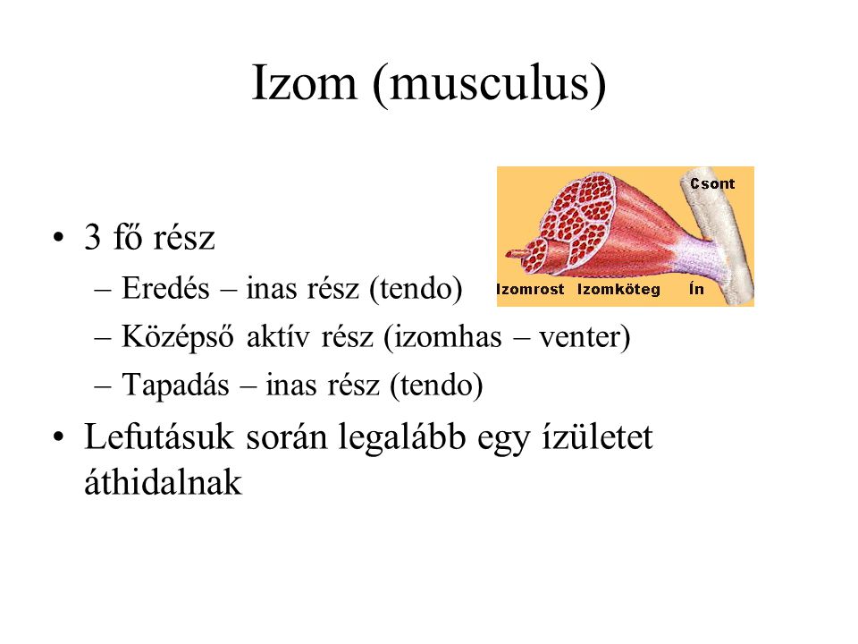 Izom (musculus) 3 fő rész