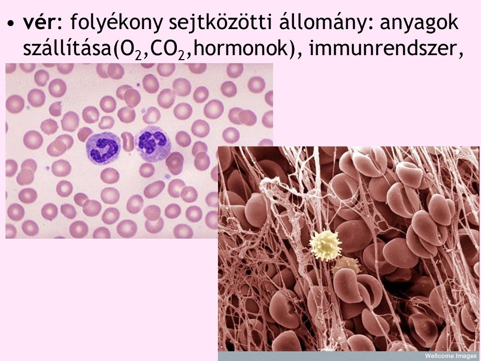 vér: folyékony sejtközötti állomány: anyagok szállítása(O2,CO2,hormonok), immunrendszer,