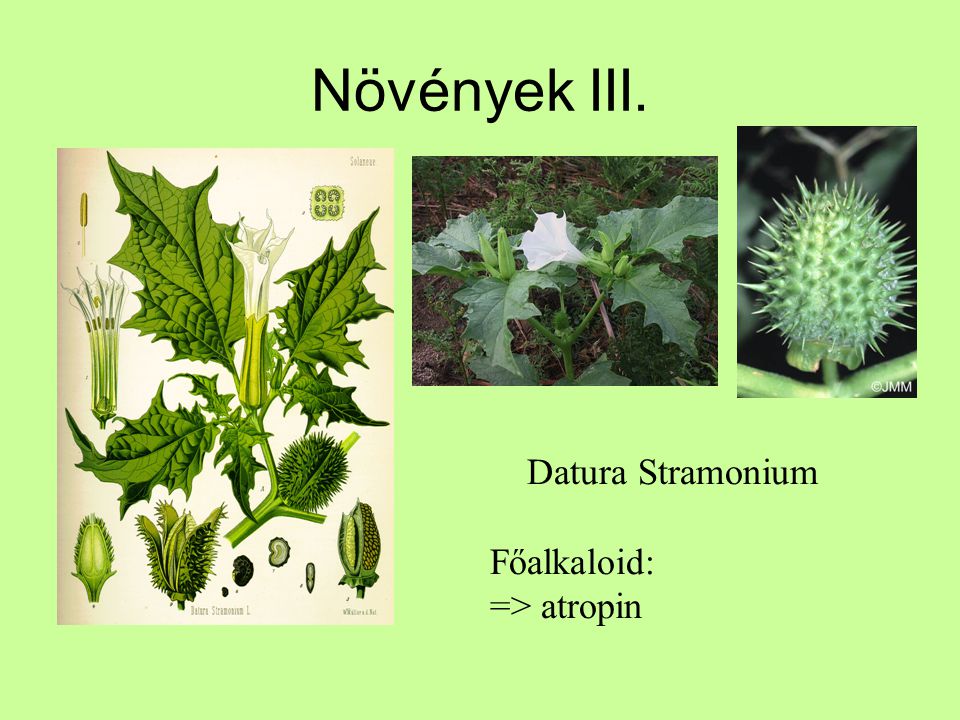 Növények III. Datura Stramonium Főalkaloid: => atropin