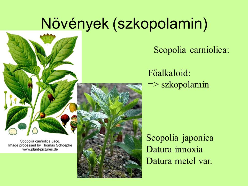 Növények (szkopolamin)