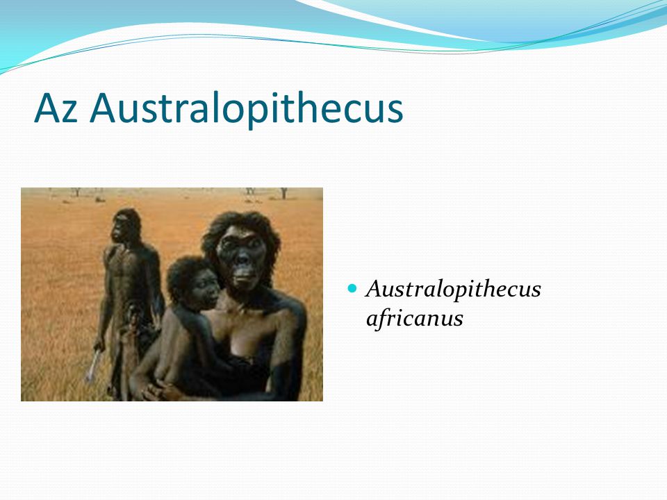 Az Australopithecus Australopithecus africanus