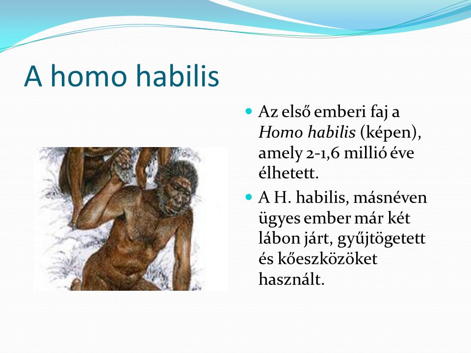 A homo habilis Az első emberi faj a Homo habilis (képen), amely 2-1,6 millió éve élhetett.