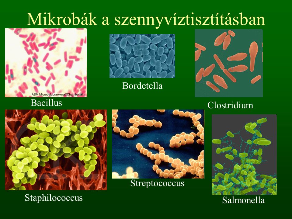 Mikrobák a szennyvíztisztításban