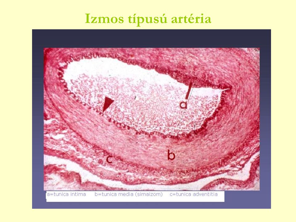 Izmos típusú artéria