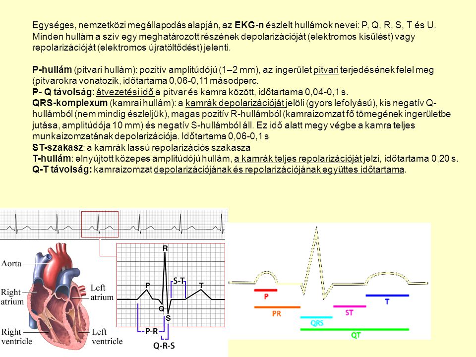 Egységes, nemzetközi megállapodás alapján, az EKG-n észlelt hullámok nevei: P, Q, R, S, T és U.